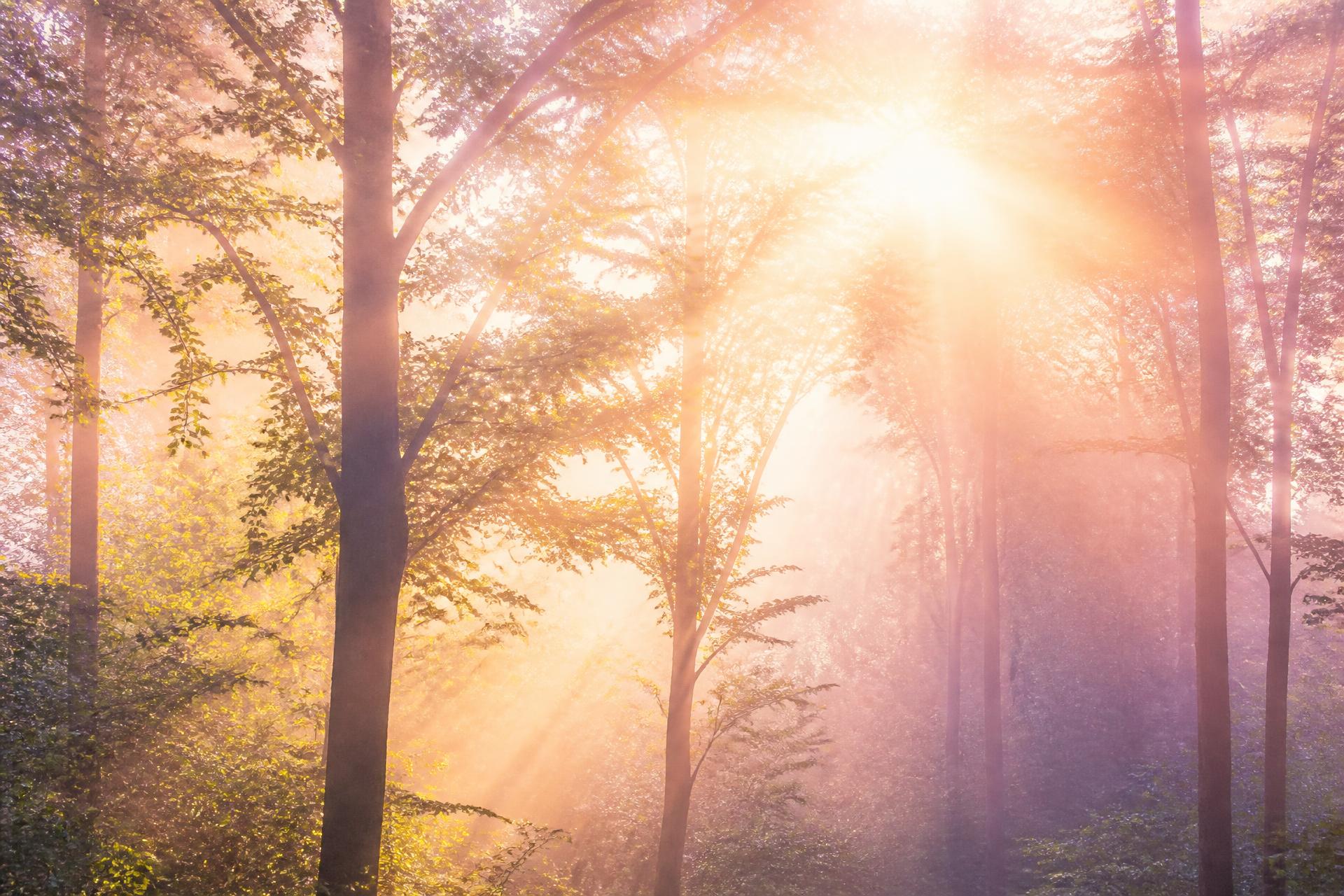 Sunlight glinting through a misty forest in warm orange and violet light