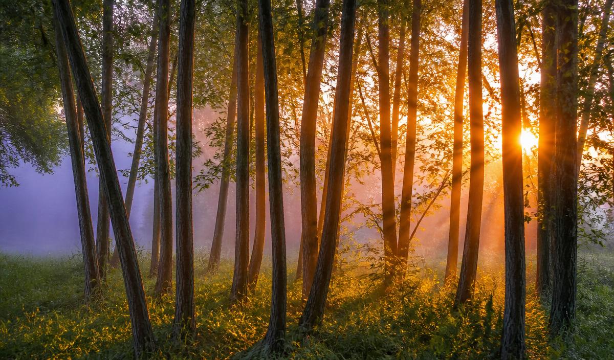 A grove of trees standing together as warm sunlight and violet mist filter between them